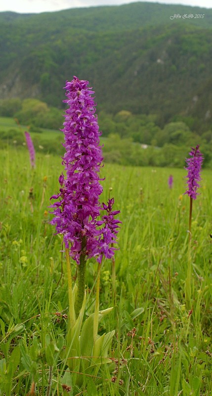 vstavač mužský poznačený Orchis mascula subsp. signifera (Vest) Soó