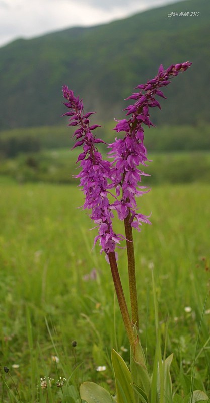 vstavač mužský poznačený Orchis mascula subsp. signifera (Vest) Soó