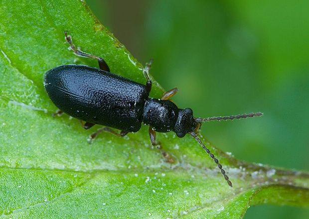 . Orsodacne cerasi