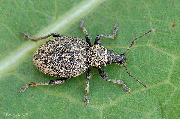 nosánik ligurčekový Otiorhynchus ligustici