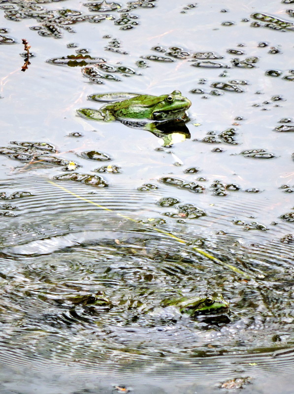 skokan zelený   Pelophylax kl. Esculenta