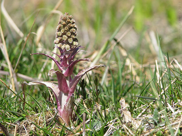 deväťsil lekársky Petasites hybridus (L.) P. Gaertn., B. Mey. et Scherb.