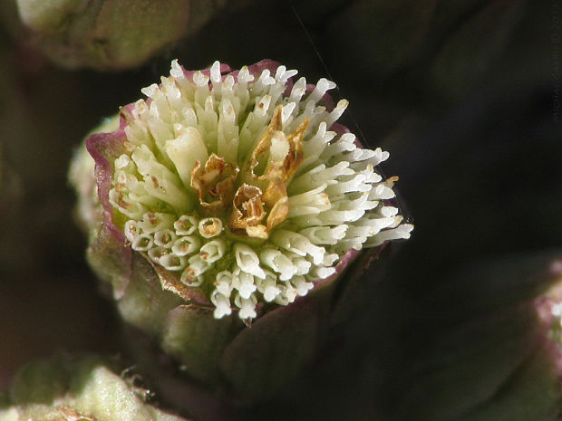 deväťsil lekársky Petasites hybridus (L.) P. Gaertn., B. Mey. et Scherb.