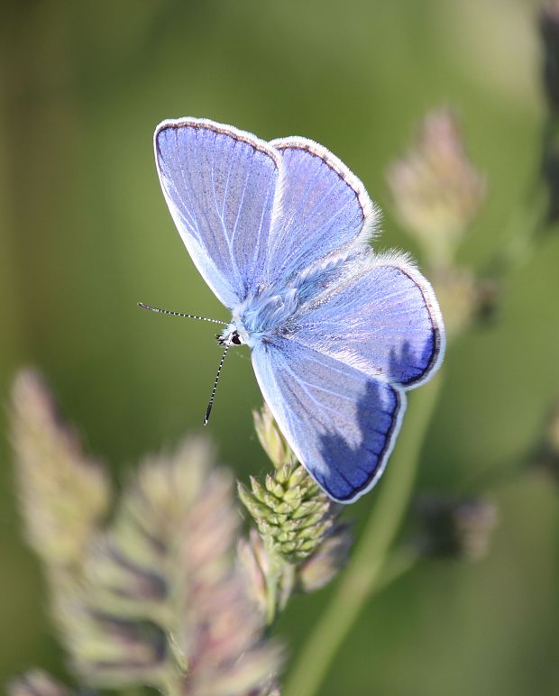 modráčik obyčajný  Polyommatus icarus