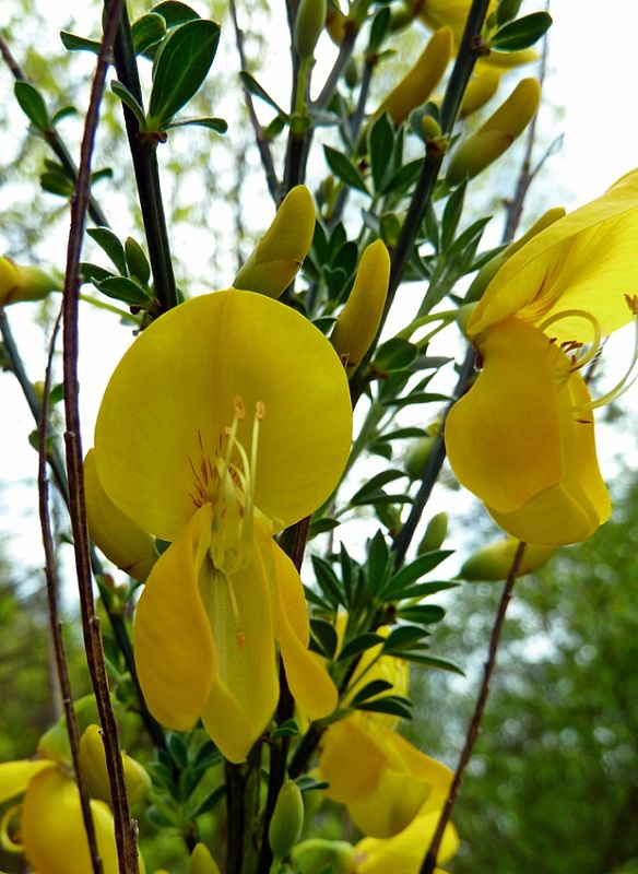 prútnatec metlovitý Sarothamnus scoparius (L.) Wimm. ex W. D. J. Koch