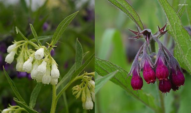 kostihoj lekársky Symphytum officinale L.