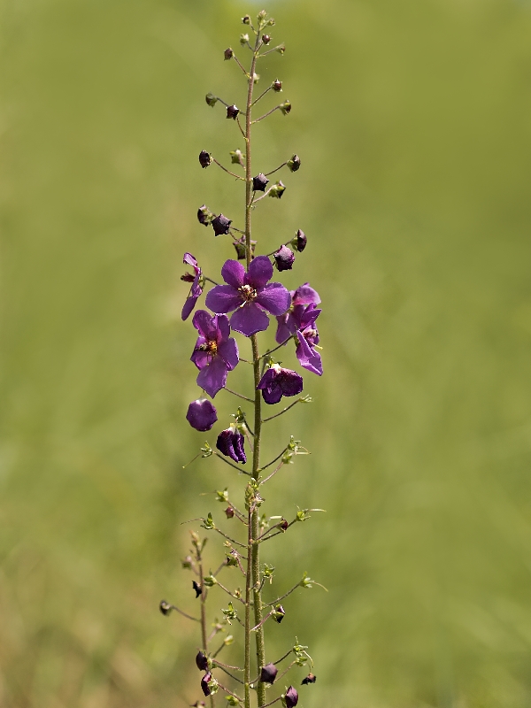 divozel tmavočervený Verbascum phoeniceum L.