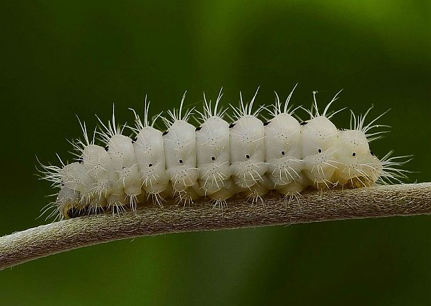 vretienka Minos Zygaena minos