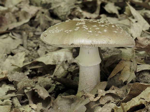 muchotrávka červenkastá Amanita rubescens Pers.