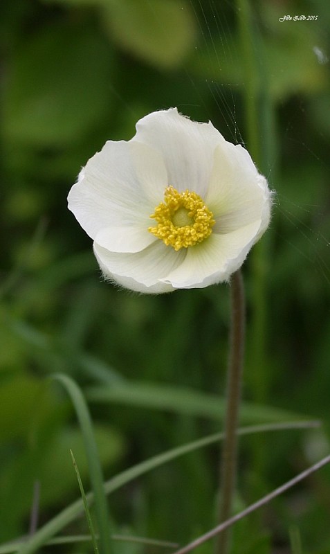 veternica lesná Anemone sylvestris L.