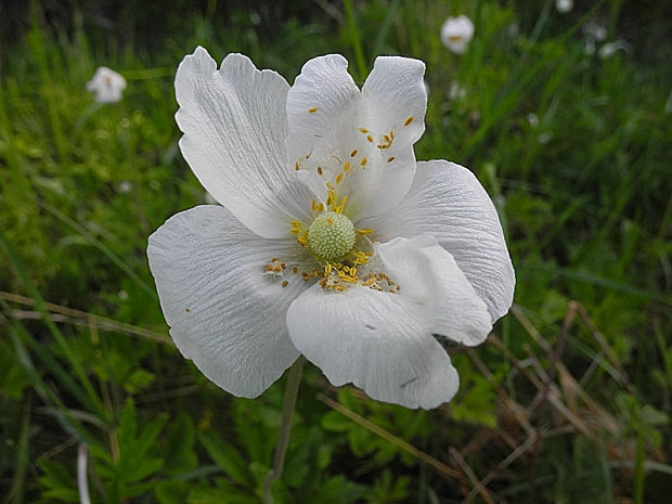 veternica lesná Anemone sylvestris L.