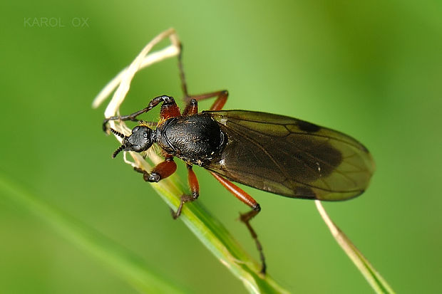 mušica Bibio varipes