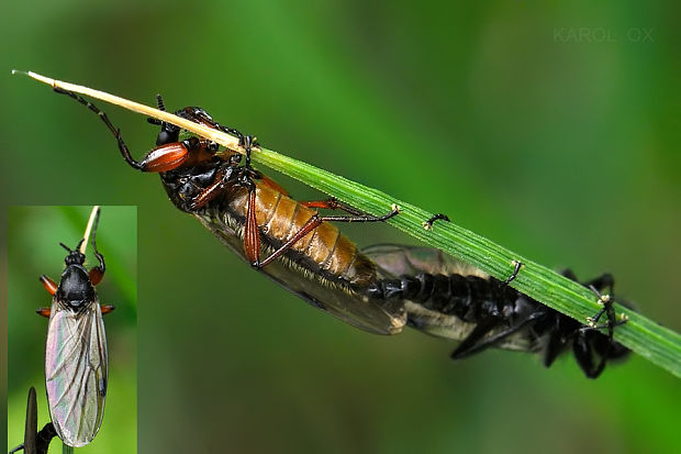 mušica Bibio varipes