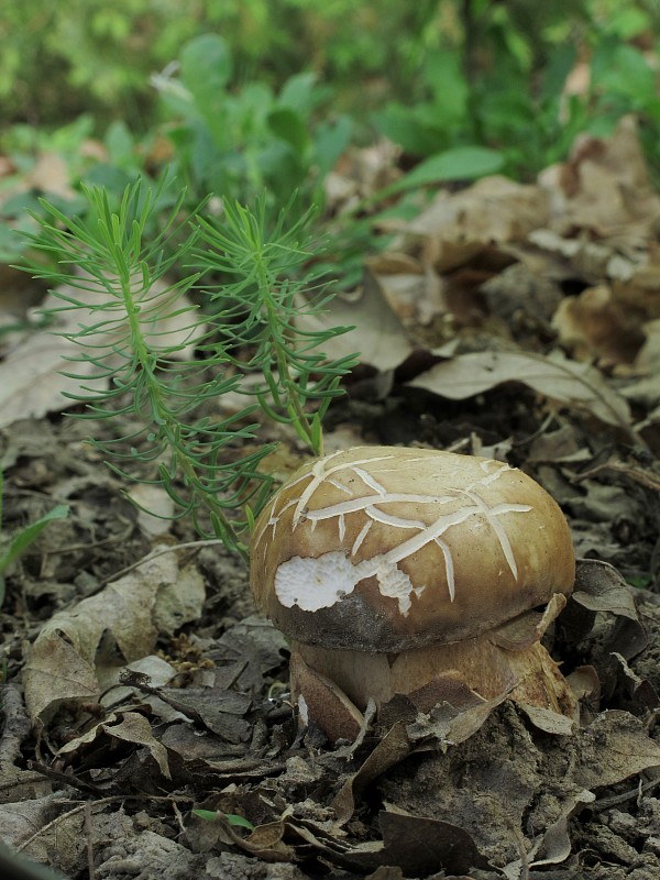 hríb bronzový Boletus aereus Bull. ex Fr.