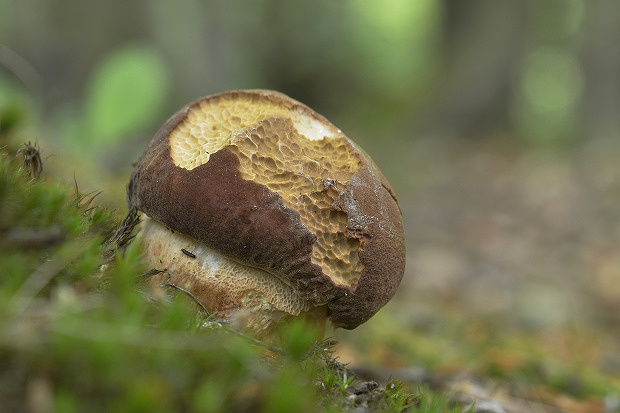 hríb sosnový Boletus pinophilus Pil. et Dermek in Pil.