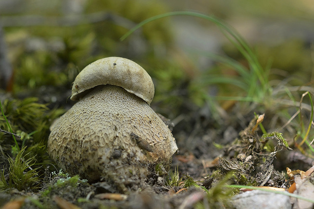 hríb dubový Boletus reticulatus Schaeff.