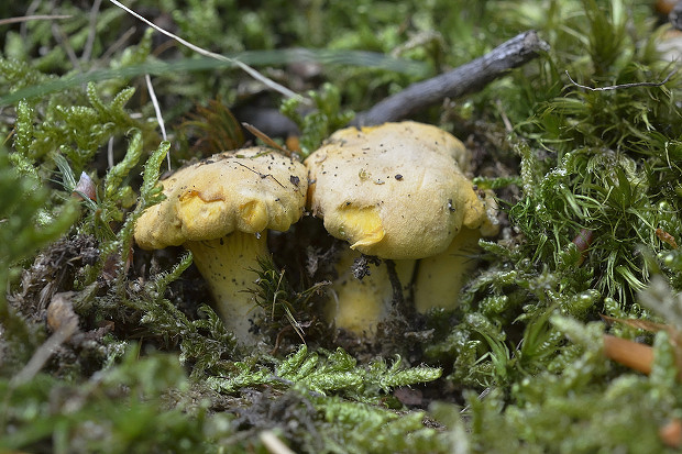 kuriatko jedlé Cantharellus cibarius Fr.