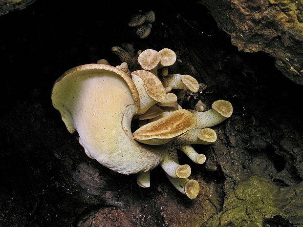 trúdnik šupinatý Cerioporus squamosus (Huds.) Quél.