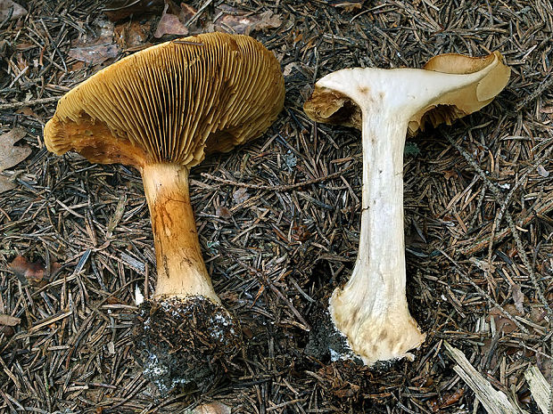 pavučinovec elegantný Cortinarius elegantior var. elegantior (Fr.) Fr.