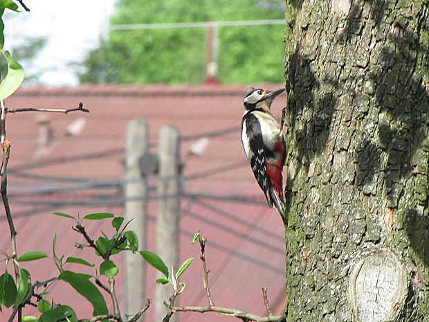 strakapoud velký Dendrocopos major