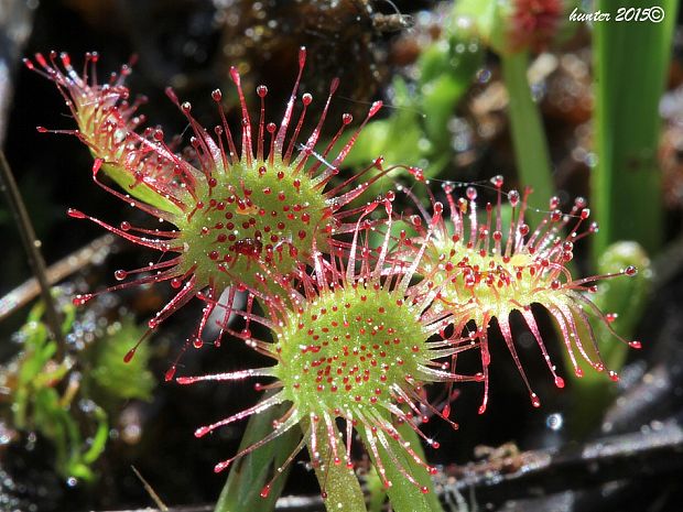 rosička okrúhlolistá Drosera rotundifolia L.