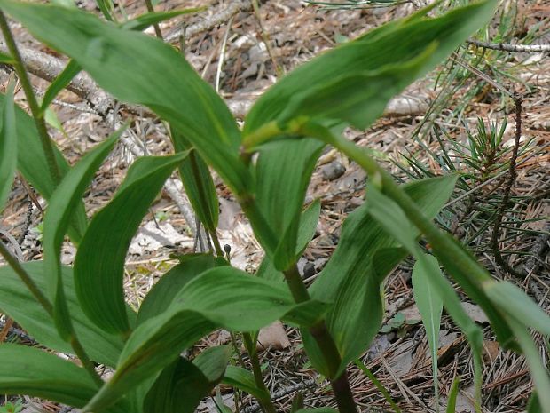 kruštík tmavočervený pravý Epipactis atrorubens  (Hoffm.) Besser