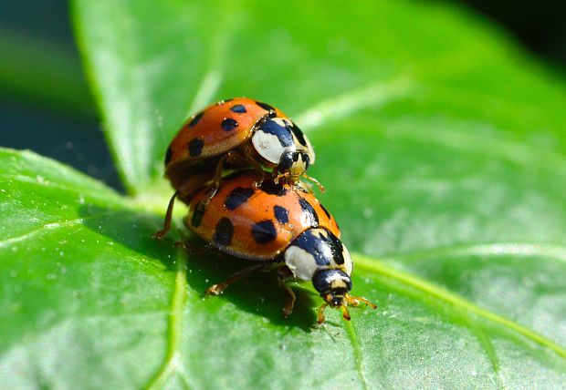 slniečko východné Harmonia axyridis