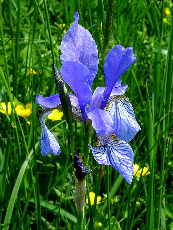 kosatec sibírsky Iris sibirica L.