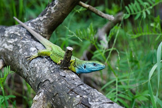 jašterica zelená Lacerta viridis