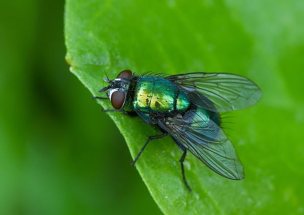 mucha Neomyia cornicina