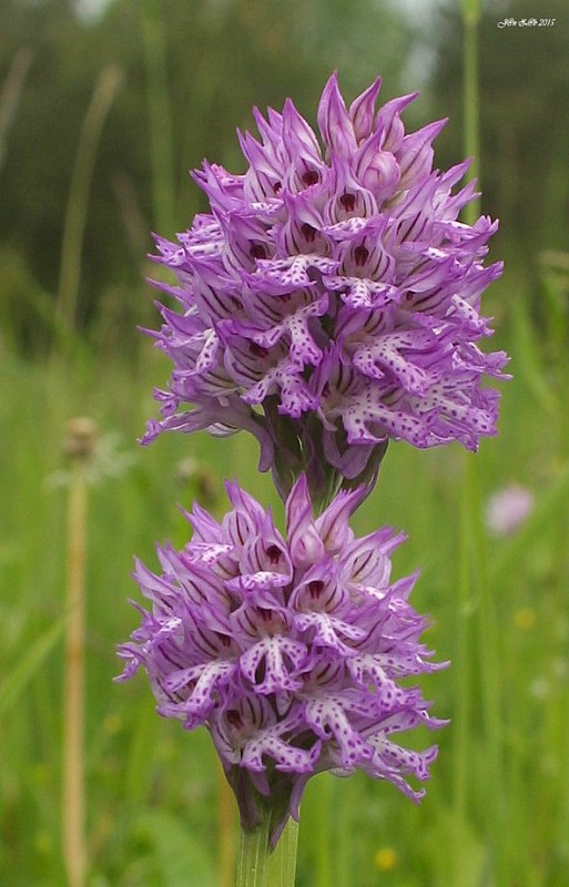 neotinea trojzubá Neotinea tridentata (Scop.) R. M. Bateman, Pridceon et M. W. Chase