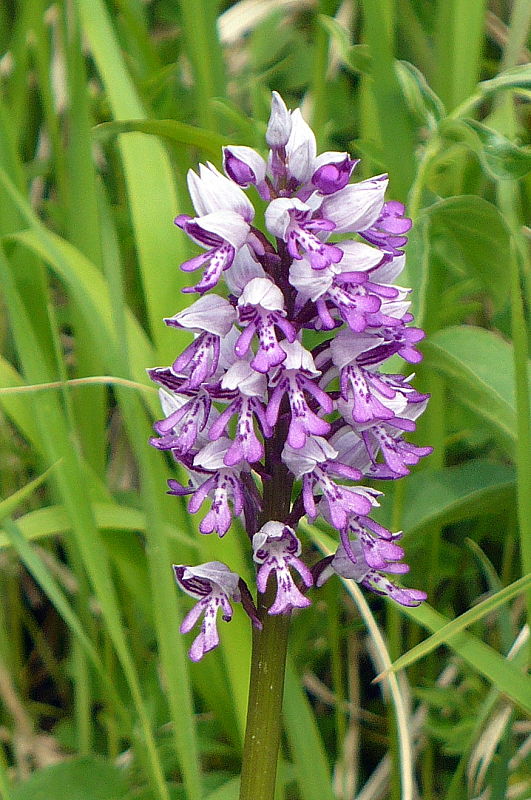 vstavač vojenský Orchis militaris L.