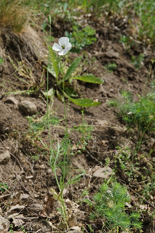 mak pochybný bielokvetý Papaver dubium subsp. austromoravicum (Kubát) Hörandl