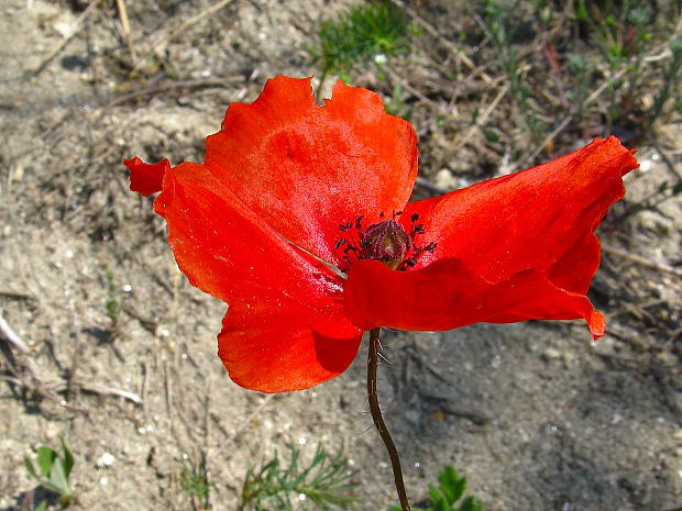 mak pochybný Papaver dubium L.