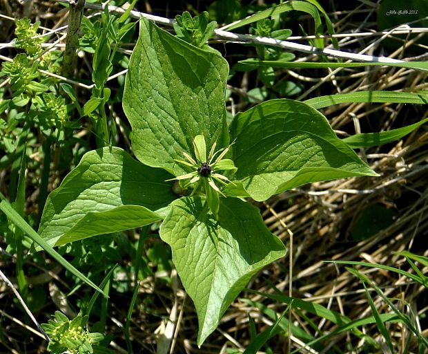 vranovec štvorlistý Paris quadrifolia L.