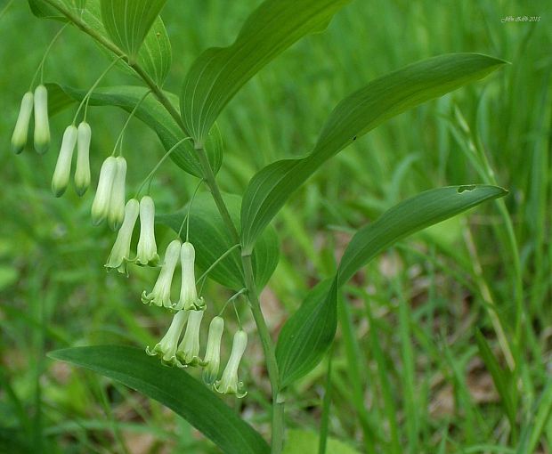 kokorík mnohokvetý Polygonatum multiflorum (L.) All.