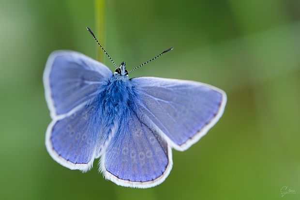 modráčik obyčajný Polyommatus icarus