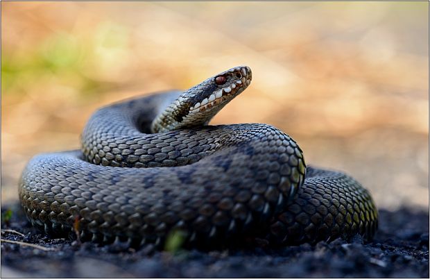 vretenica severná Vipera berus