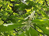 magnolia tripetala