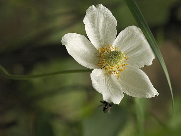 veternica lesná Anemone sylvestris L.