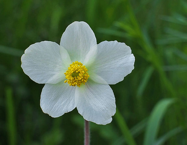 veternica lesná Anemone sylvestris L.