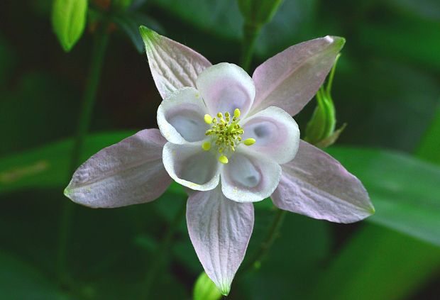 orlíček Aquilegia aurea Janka