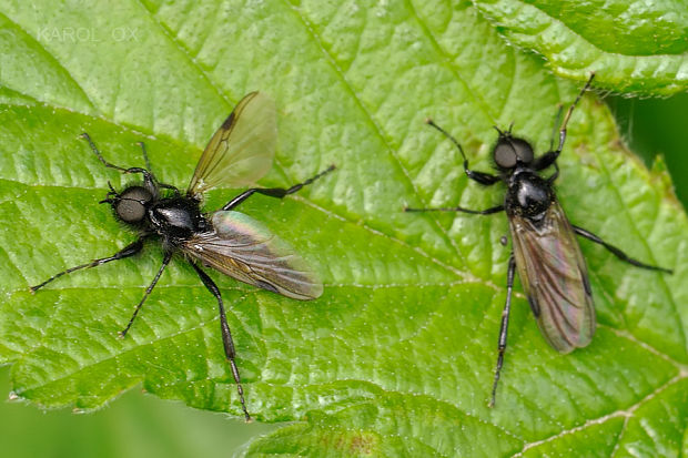 mušica Bibio varipes  ♂