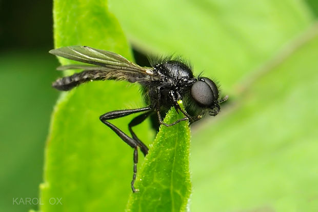 mušica Bibio varipes  ♂