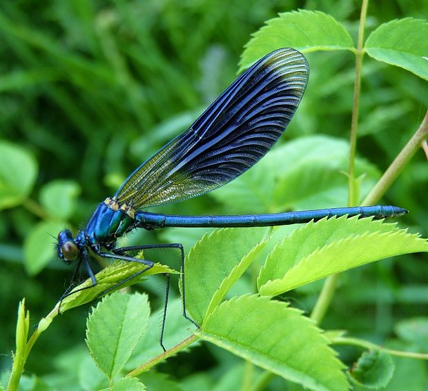 hadovka lesklá Calopteryx splendes