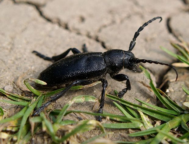 fúzač čierny Carinatodorcadion aethiops