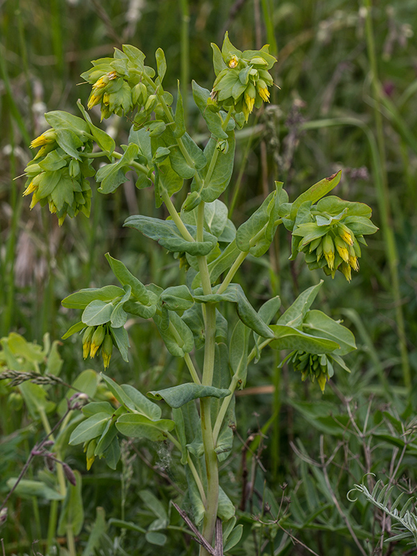 voskovka menšia Cerinthe minor L.