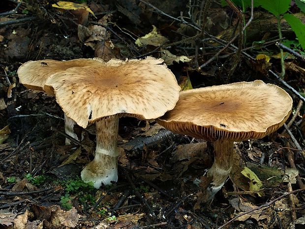 pavučinovec závojnatý Cortinarius bivelus (Fr.) Fr.