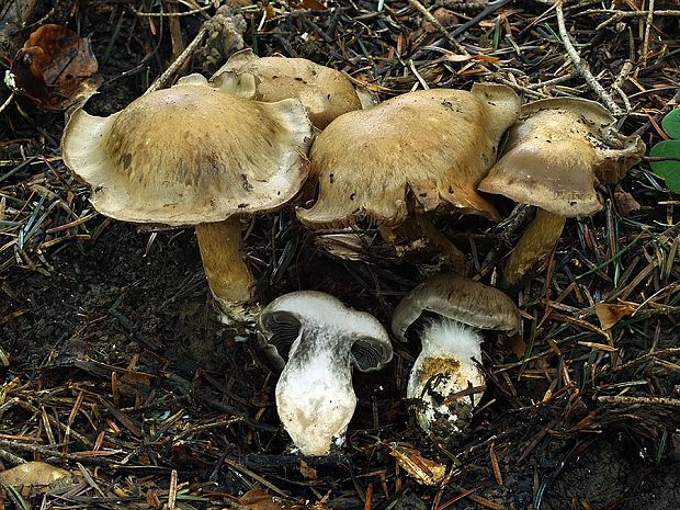 pavučinovec žltoolivový Cortinarius infractus f. olivellus (M.M. Moser) Nespiak