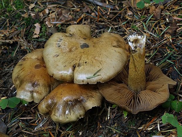 pavučinovec žltoolivový Cortinarius infractus f. olivellus (M.M. Moser) Nespiak